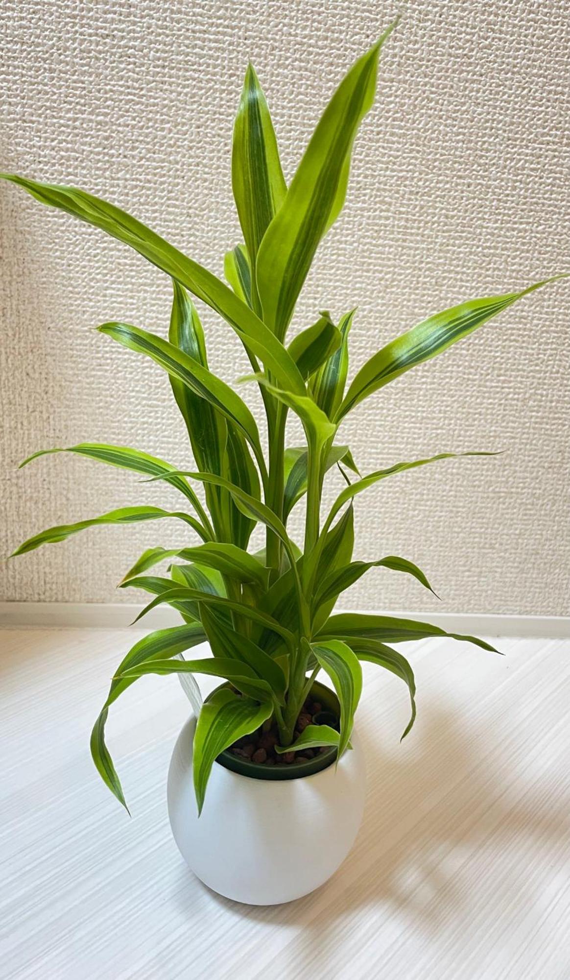 Apartemen 红楼house Tokyo